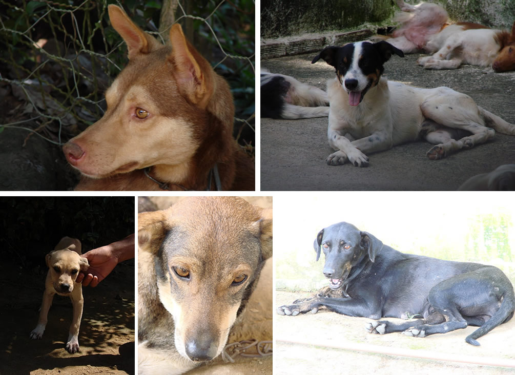 Adotar animais é tudo de bom! - 